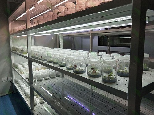 钦州植物组织培养实验室设计建设方案